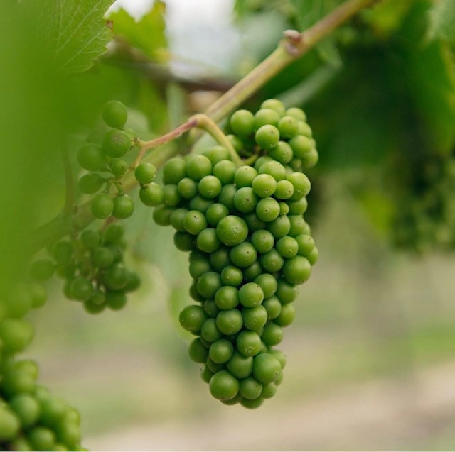 Which is the right Sauvignon Blanc for you?
