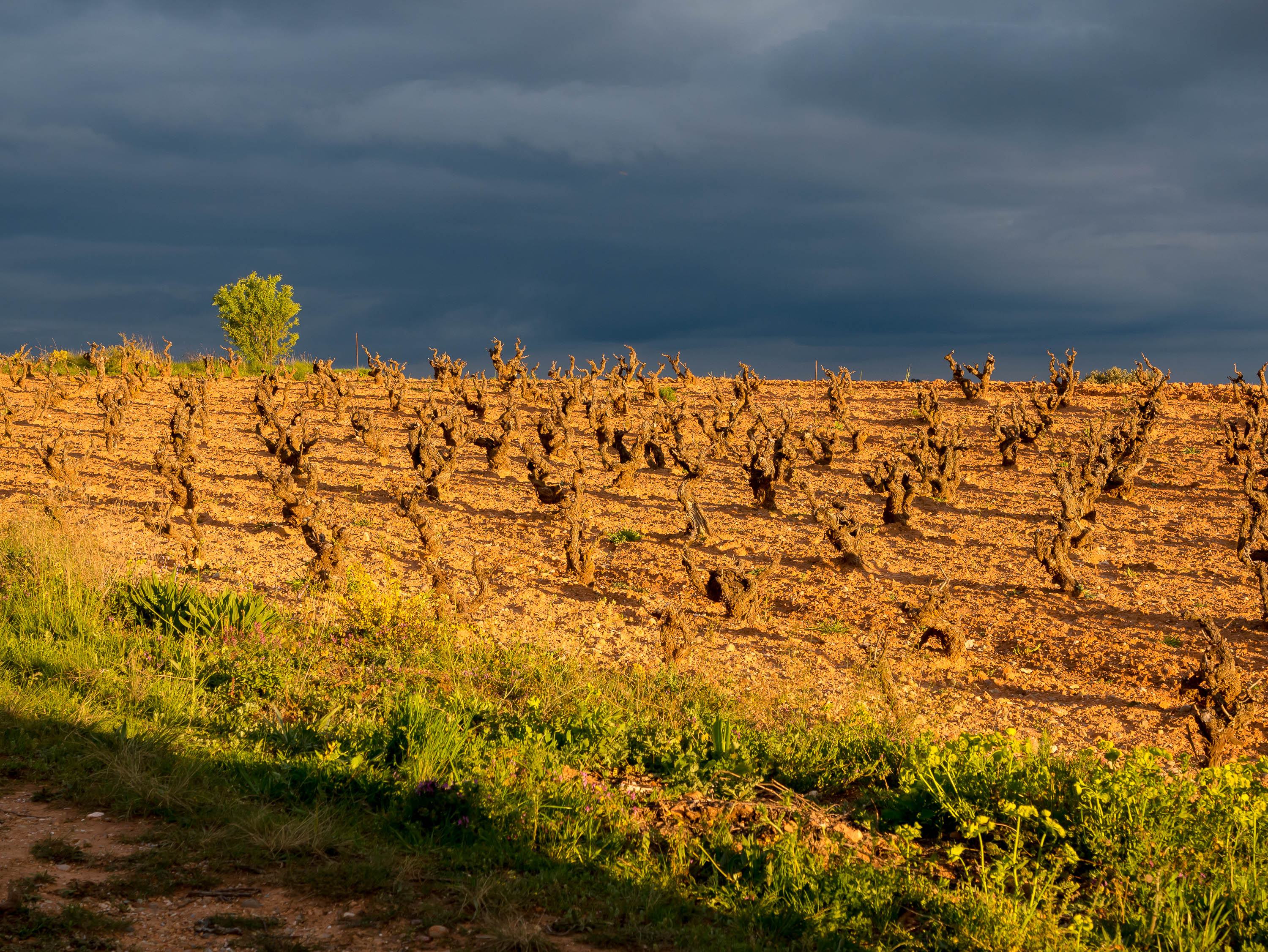 How is Ribera del Duero wine different from Rioja?